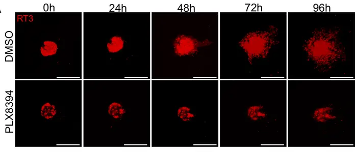 Confocal_Plixorafenib_SCC